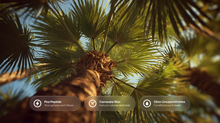 Palm tree fronds from below with pea peptide, carnauba wax and olive unsaponifiables ingredient callouts