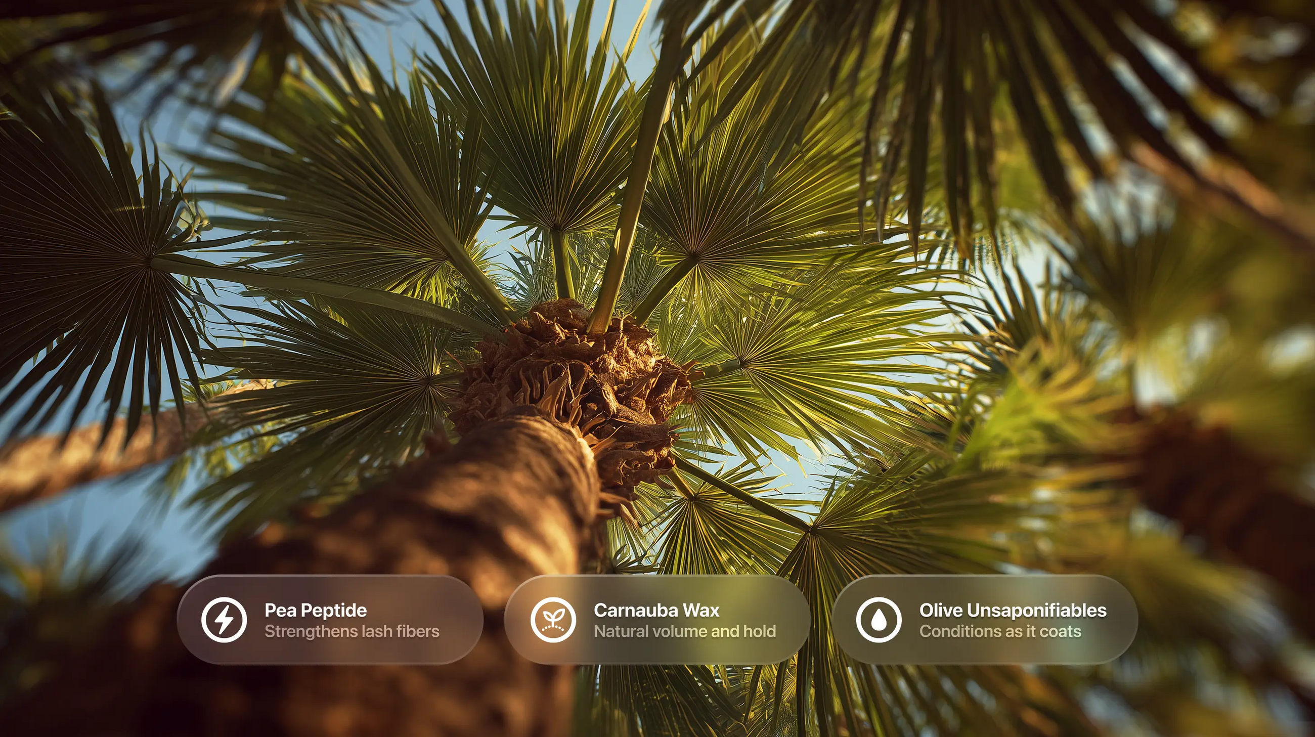 Palm tree fronds from below with pea peptide, carnauba wax and olive unsaponifiables ingredient callouts