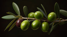 Fresh green olives on branch close-up, conditioning olive unsaponifiables ingredient in DEFINE mascara