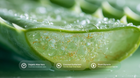 Aloe vera leaf gel cross-section with organic aloe vera, coconut surfactant and plant glycerin ingredient callouts