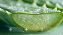 Aloe vera leaf gel cross-section with organic aloe vera, coconut surfactant and plant glycerin ingredient callouts