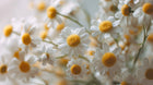 White chamomile daisy flowers close-up, soothing botanical ingredient in DELICATE COSMOS certified baby wash