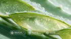 Aloe vera leaf cross-section with hyaluronic acid, aloe vera gel and niacinamide ingredient callouts