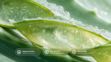 Aloe vera leaf cross-section with hyaluronic acid, aloe vera gel and niacinamide ingredient callouts