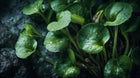 Centella asiatica round leaves close-up on dark surface, soothing botanical in DEW hydrating gel
