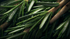 Fresh rosemary sprigs with dew drops, antioxidant plant ingredient in DISSOLVE biphasic remover