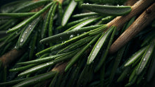 Fresh rosemary sprigs with dew drops, antioxidant plant ingredient in DISSOLVE biphasic remover