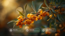 Glowing sea buckthorn berries on branch with aloe, chamomile and sea buckthorn ingredient callouts