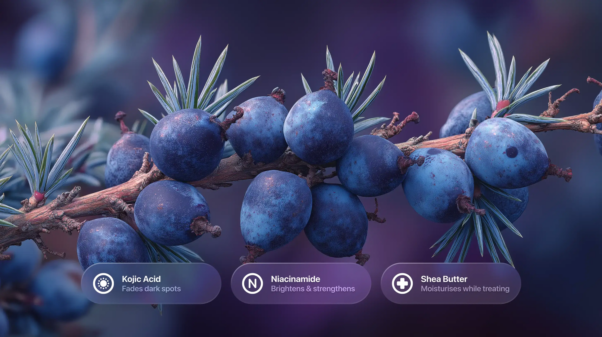 Juniper berries on branch with kojic acid, niacinamide and shea butter ingredient callouts