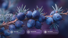 Juniper berries on branch with kojic acid, niacinamide and shea butter ingredient callouts