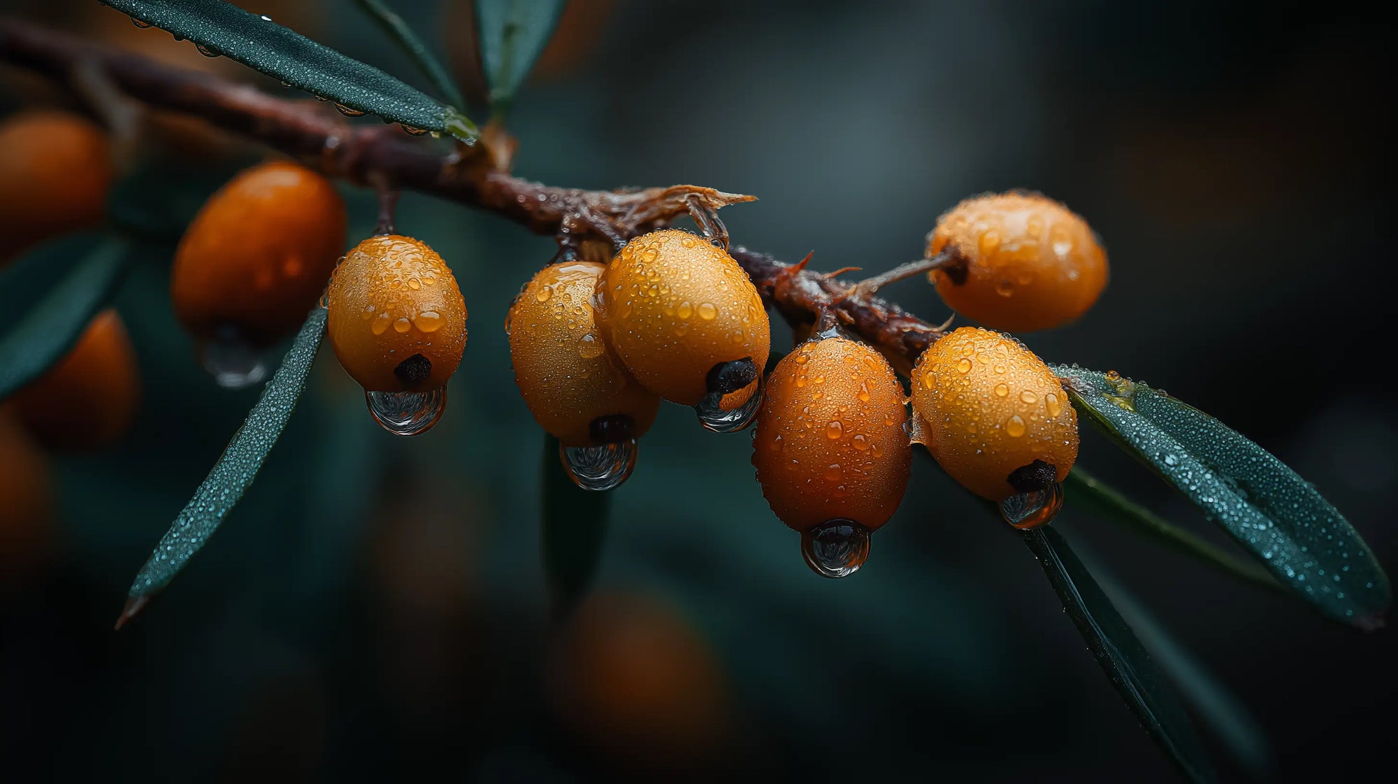Small orange sea buckthorn berries with water droplets on branch, antioxidant in dark spot cream