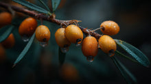 Small orange sea buckthorn berries with water droplets on branch, antioxidant in dark spot cream