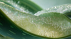 Aloe vera leaf cross-section with clear gel and water bubbles, soothing ingredient in clay mask