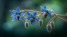 Vivid blue borage starflowers close-up, soothing botanical ingredient in FOCUS retinol alternative eye serum