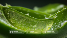 Aloe vera gel close-up with bakuchiol, caffeine and hyaluronic acid ingredient callouts