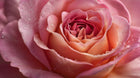 Pink rose petals close-up macro, calming botanical ingredient in FOCUS retinol alternative eye serum