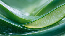 Aloe vera leaves close-up showing smooth curves and clear gel, soothing ingredient in GLOW serum