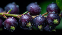 Dark purple blackcurrant berries with water droplets close-up, antioxidant ingredient in GLOW serum