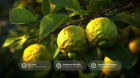 Kaffir lime fruits on branch with 5% urea, panthenol Pro-B5 and organic shea butter callouts