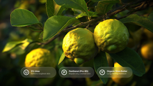 Kaffir lime fruits on branch with 5% urea, panthenol Pro-B5 and organic shea butter callouts