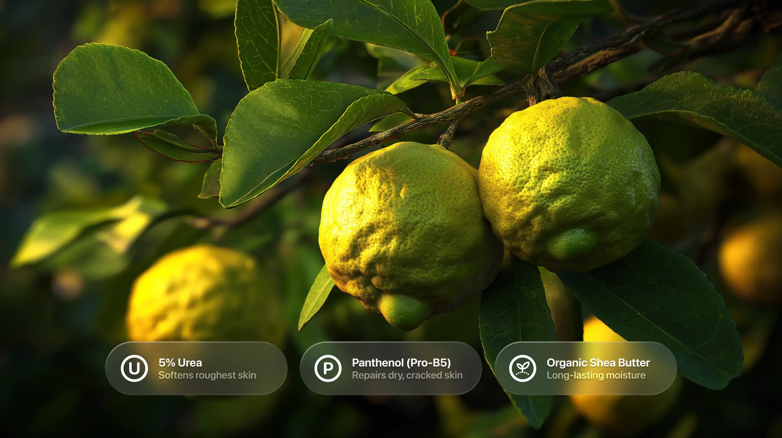 Kaffir lime fruits on branch with 5% urea, panthenol Pro-B5 and organic shea butter callouts