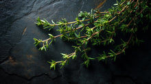 Fresh thyme sprigs laid on dark slate, botanical ingredient in HYDRATE hydrating body lotion