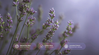 Purple lavender stems close-up with natural soy wax, cotton wick and lavender extract ingredient callouts