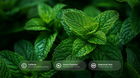 Fresh mint leaves close-up with caffeine, horse chestnut and hyaluronic acid ingredient callouts