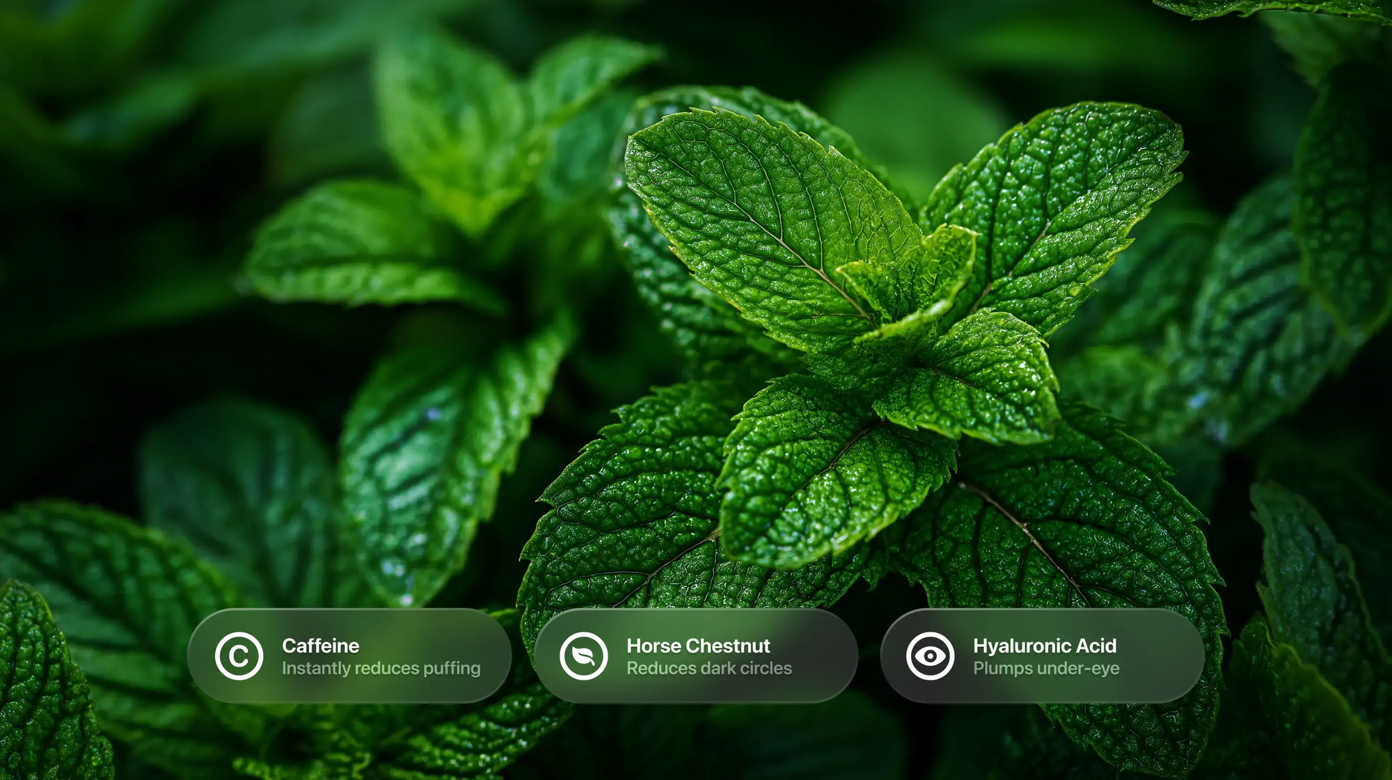 Fresh mint leaves close-up with caffeine, horse chestnut and hyaluronic acid ingredient callouts