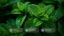 Fresh mint leaves close-up with caffeine, horse chestnut and hyaluronic acid ingredient callouts