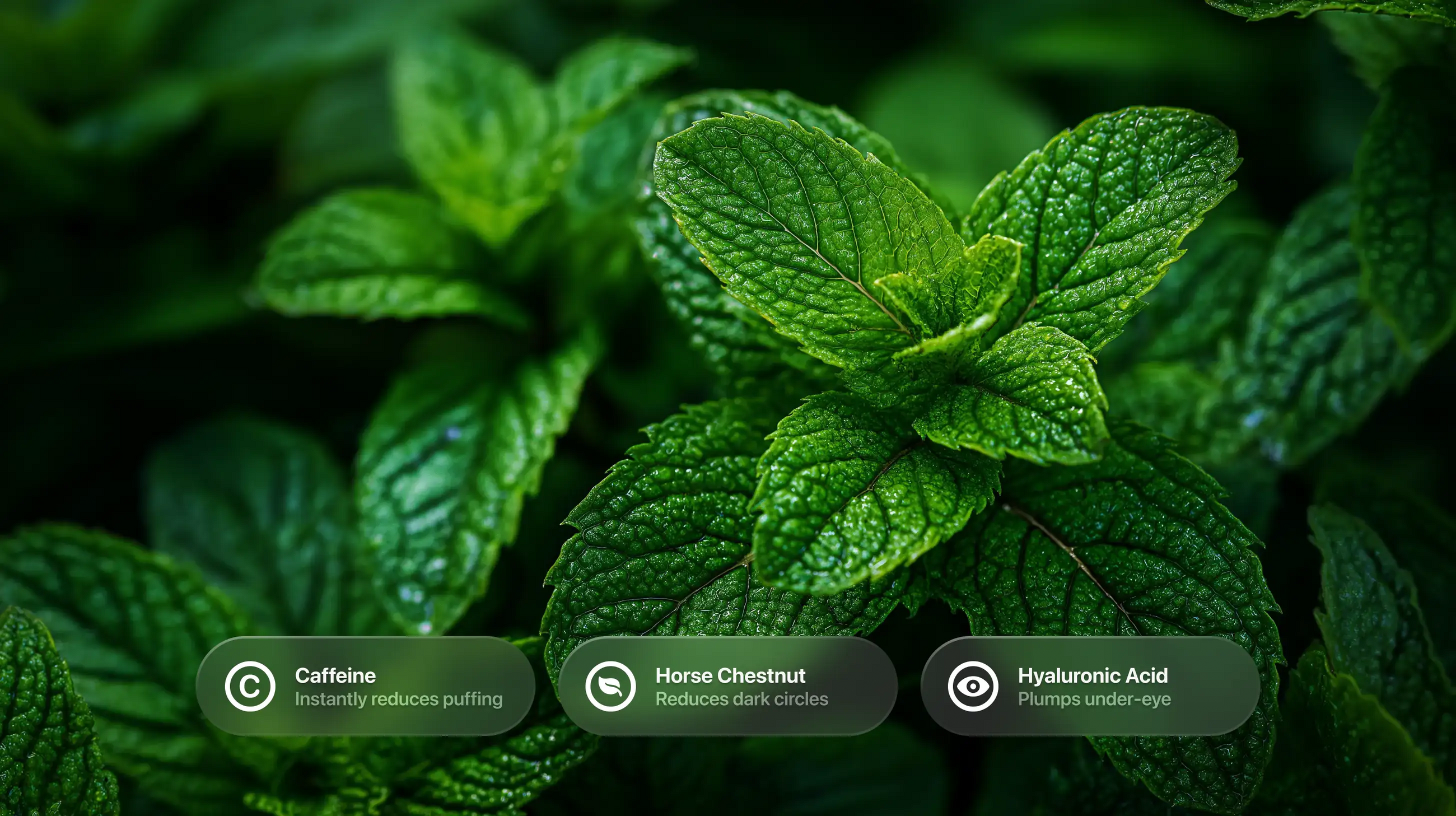 Fresh mint leaves close-up with caffeine, horse chestnut and hyaluronic acid ingredient callouts