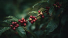 Red coffee cherries on branch close-up, concentrated caffeine source in LIFT gel booster