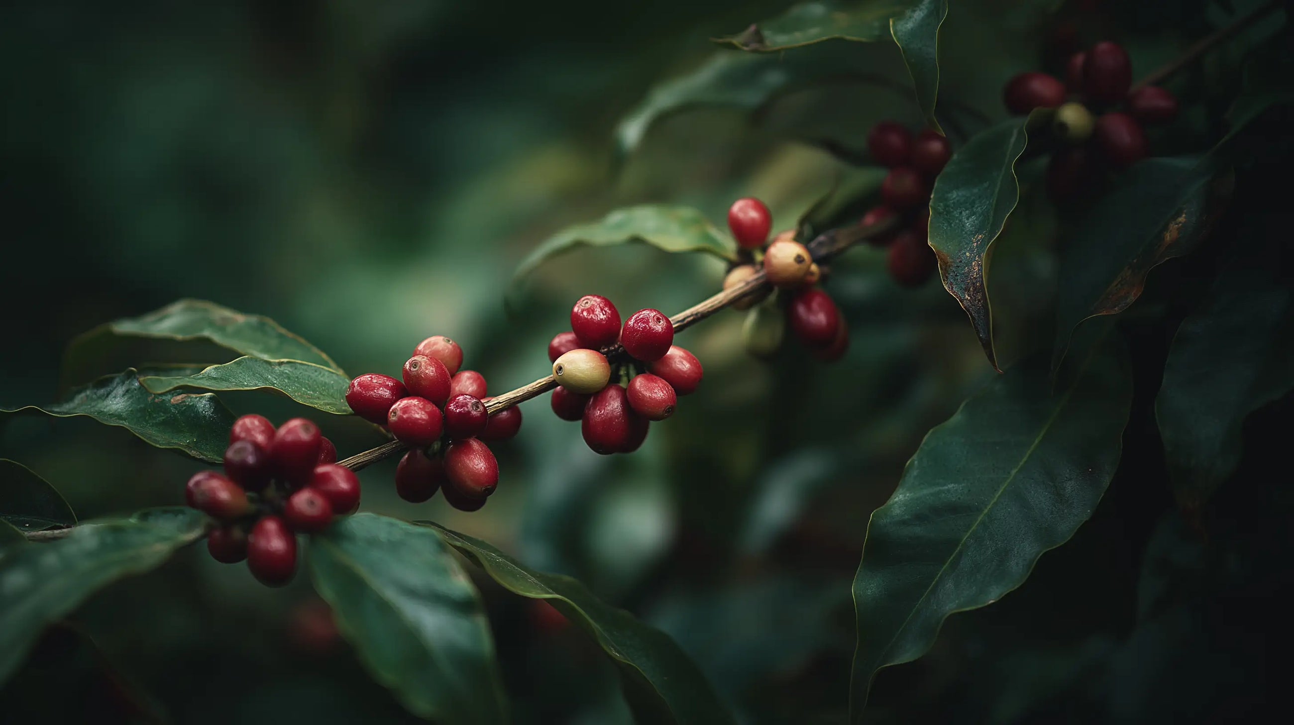 Red coffee cherries on branch close-up, concentrated caffeine source in LIFT gel booster