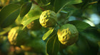 Kaffir lime fruits on tree branch close-up, brightening botanical ingredient in LIFT caffeine gel booster