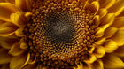 Macro close-up of sunflower centre, natural botanical ingredient in MATTE lipstick formula