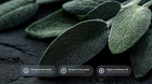 Dark sage leaves with omega 6 fatty acids, omega 9 fatty acids and organic sunflower oil ingredient callouts