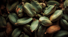 Green cardamom pods close-up, antioxidant botanical ingredient in NOURISH omega 6-9 body oil