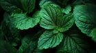 Lush green mint herb leaves close-up, botanical extract in NOURISH omega 6-9 glowing skin body oil
