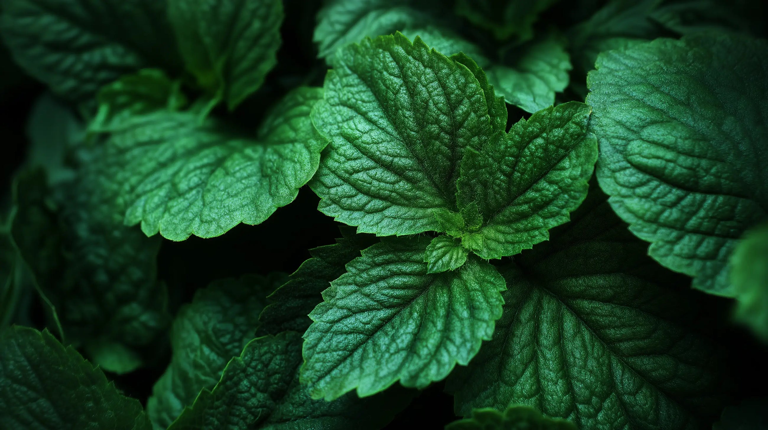 Lush green mint herb leaves close-up, botanical extract in NOURISH omega 6-9 glowing skin body oil