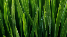 Green reed blades with water droplets close-up, Icelandic plant-derived ingredient in REFINE scrub