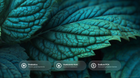 Textured teal mint leaves with prebiotics, hyaluronic acid and sodium PCA ingredient callouts