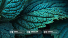 Textured teal mint leaves with prebiotics, hyaluronic acid and sodium PCA ingredient callouts