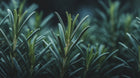 Fresh rosemary sprigs close-up showing needle-like leaves, antioxidant ingredient in prebiotic mist
