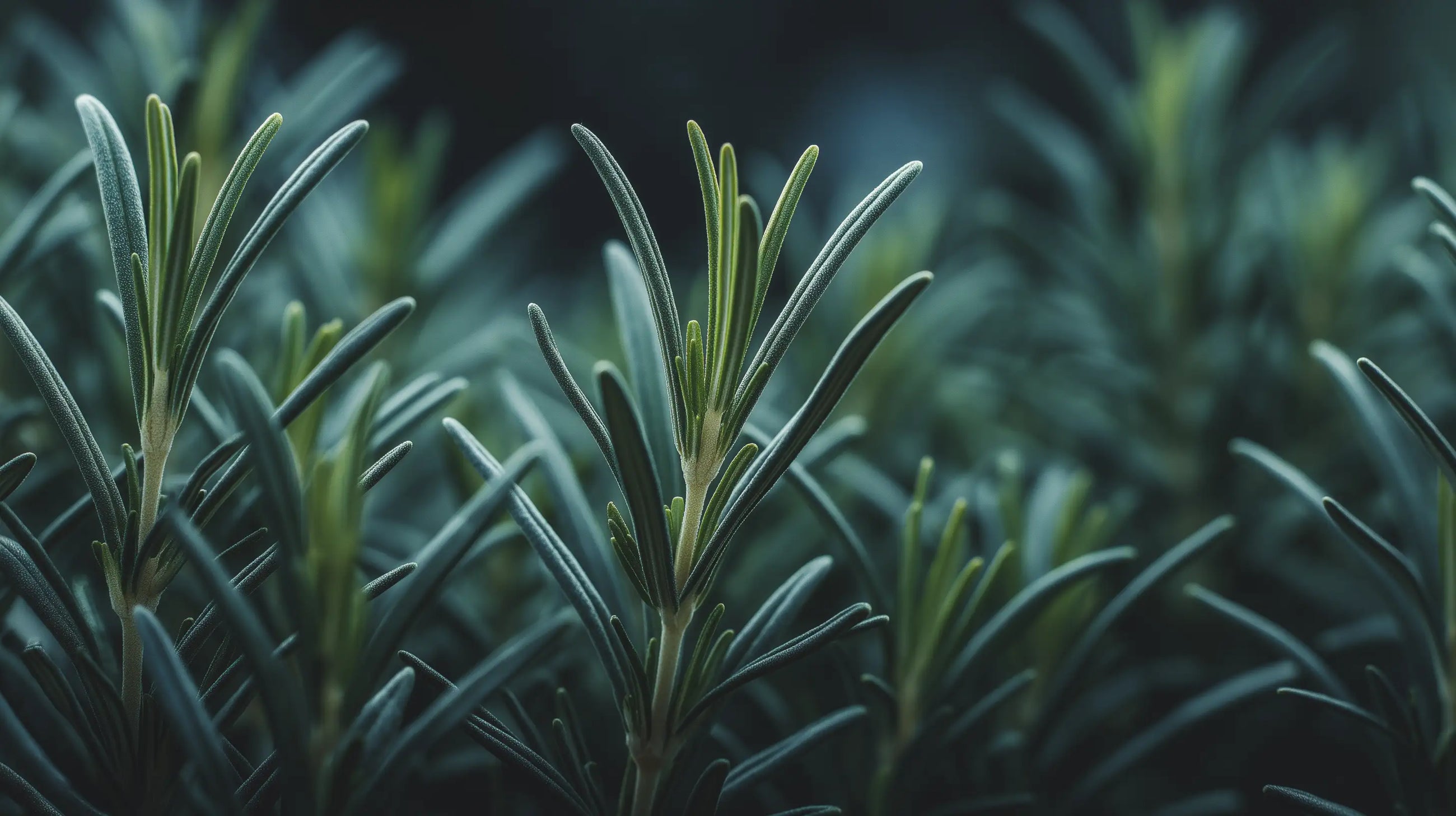 Fresh rosemary sprigs close-up showing needle-like leaves, antioxidant ingredient in prebiotic mist