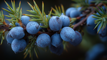 Plump blue juniper berries on branch close-up, antioxidant botanical in retinol alternative moisturizer