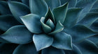 Blue-green succulent plant from above close-up, botanical ingredient in RENEW retinol alternative