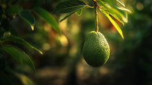 Fresh avocado hanging on tree branch in golden light, nourishing oil ingredient in RESCUE hair mask