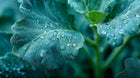 Blue-green kale leaf with water droplets close-up, plant-derived strengthening ingredient in RESCUE mask