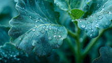 Blue-green kale leaf with water droplets close-up, plant-derived strengthening ingredient in RESCUE mask