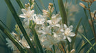 White tuberose flowers with green stems close-up, softening botanical in RESCUE keratin hair mask